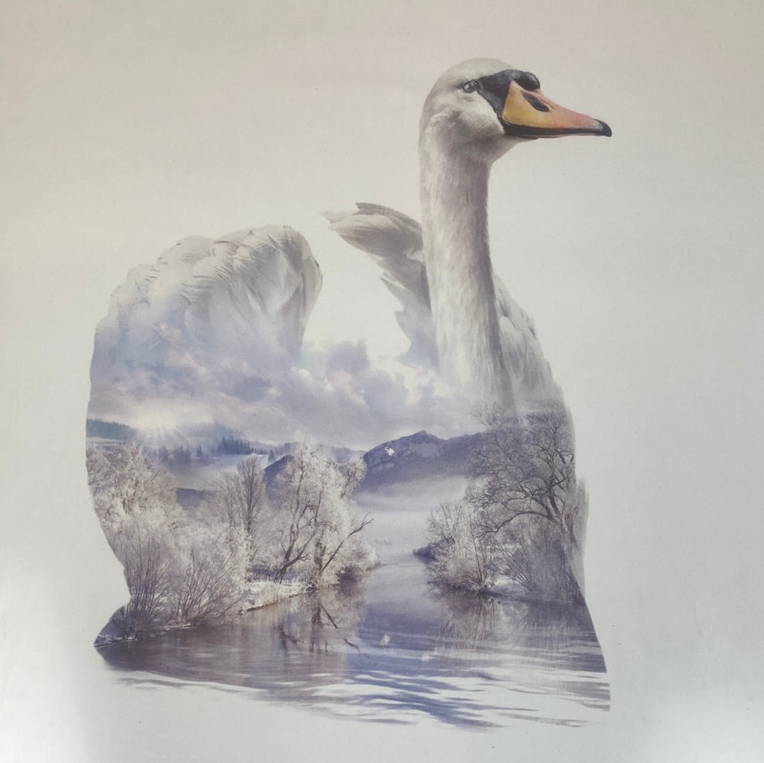 Faunascapes Swan plakat